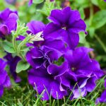 Best Annual Flowers for Continuous Blooms