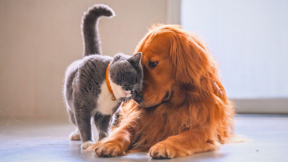 Top 7 Cat Breeds That Get Along Well with Dogs