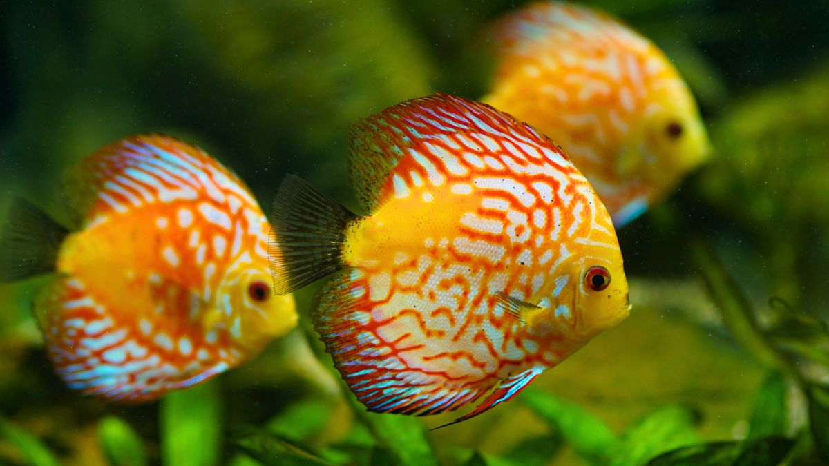 Top 7 Most Colorful Freshwater Aquarium Fish
