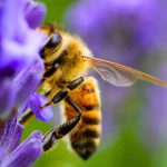 What Are The Best Plants for Attracting Pollinators to Your Garden