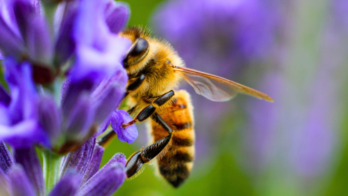 What Are The Best Plants for Attracting Pollinators to Your Garden?